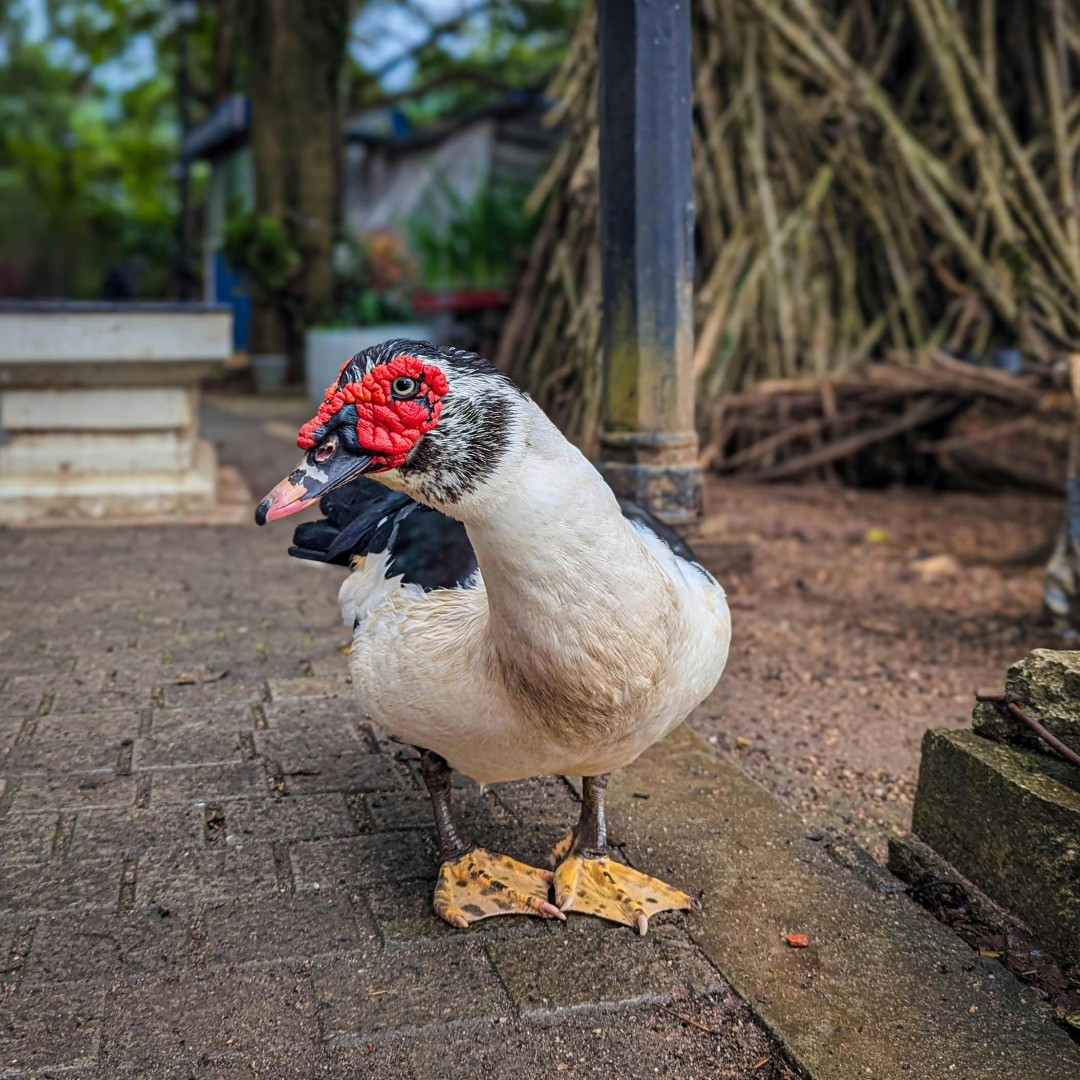 a photo of a male Muscovy duck