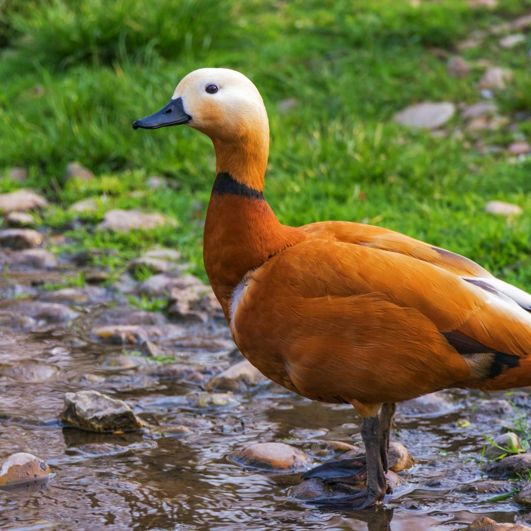 a photo of a male Ruddy Shelduck