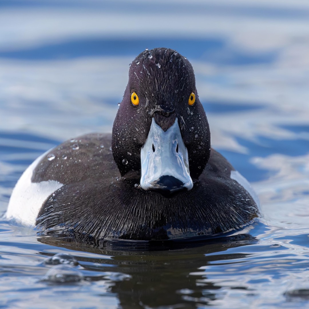 a photo of a Tufted Duck