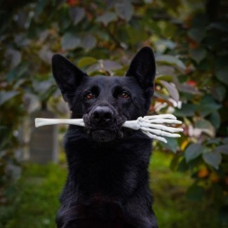 A black dog holds a skeleton arm in its mouth.