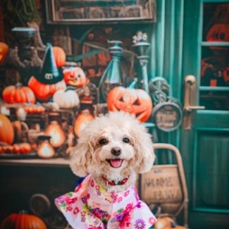 A small dog wears a costume in front of a Halloween backdrop.