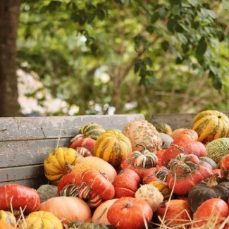Dozens of mini-pumpkins rest in a wooden container.